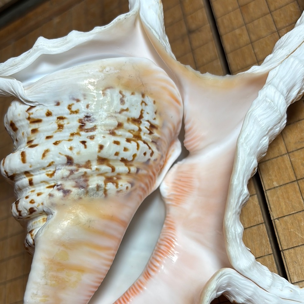 Spider Conch Natural White Brown Shell 10”Lx6.5”Wx2.75”H Beach Bath 11.4oz - Picture 11 of 17
